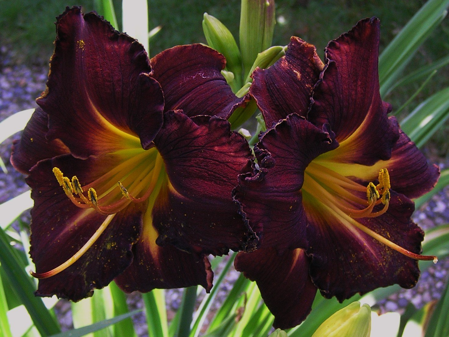 The Coit Tower Daylily: A Floral Treasure of San Francisco