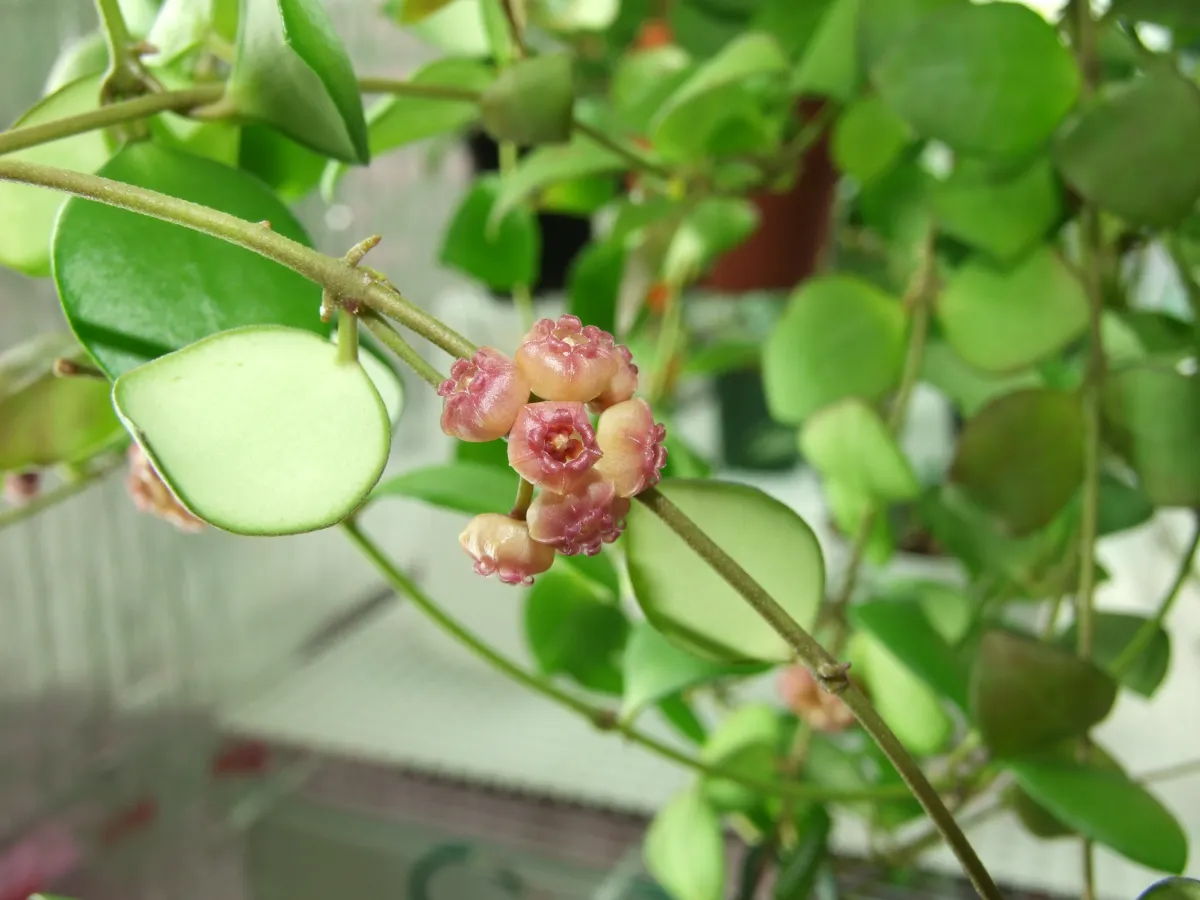 Hoya Heuschkeliana Variegata – A Beautiful and Rare Plant for Your Collection