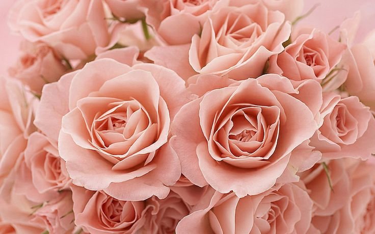 Pink Glitter Roses – A Sparkling Touch for Any Occasion